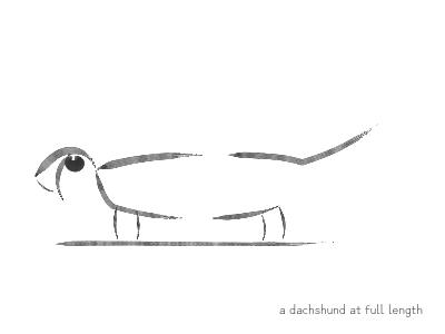 a dachshund at full length